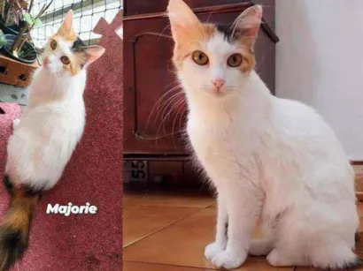 Gato raça SRD - SEM RAÇA DEFINIDA idade 1 ano nome Marjorie