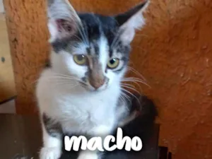 Gato raça SRD - SEM RAÇA DEFINIDA idade 2 a 6 meses nome Chico