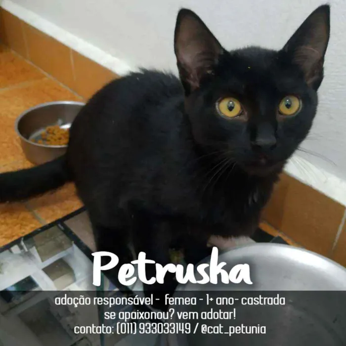 Gato raça SRD - SEM RAÇA DEFINIDA idade 1 ano nome Petruska