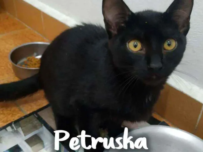 Gato raça SRD - SEM RAÇA DEFINIDA idade 1 ano nome Petruska