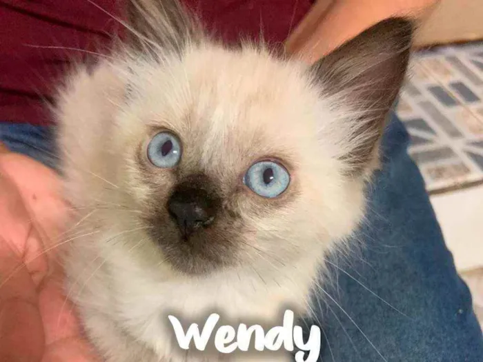 Gato raça Siamês  idade 2 a 6 meses nome Wendy