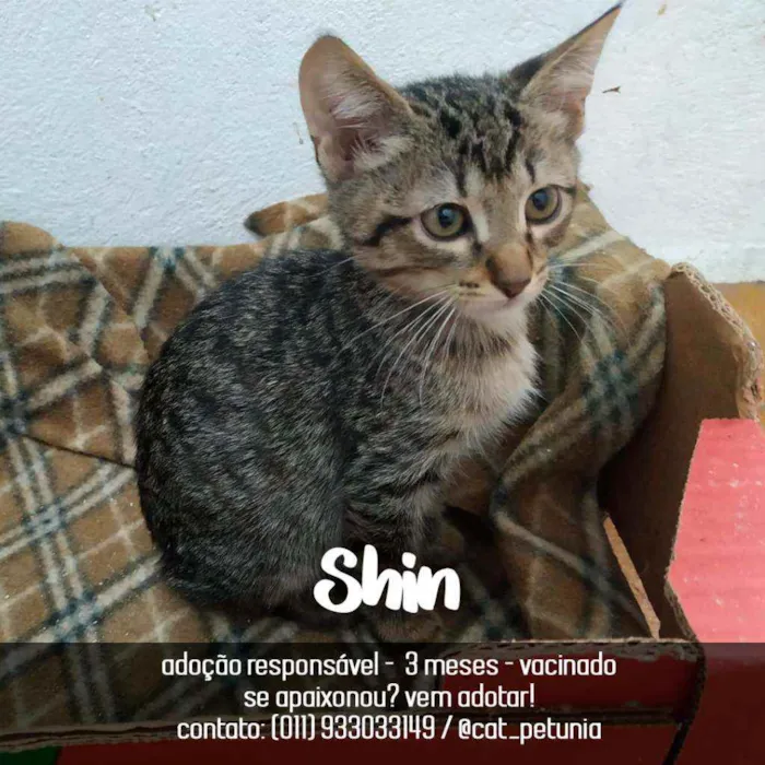 Gato ra a SRD - SEM RAÇA DEFINIDA idade 2 a 6 meses nome Shin