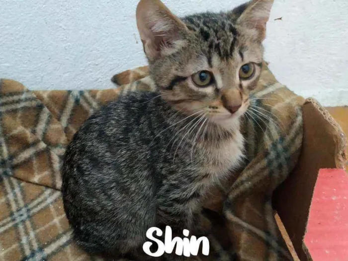 Gato ra a SRD - SEM RAÇA DEFINIDA idade 2 a 6 meses nome Shin