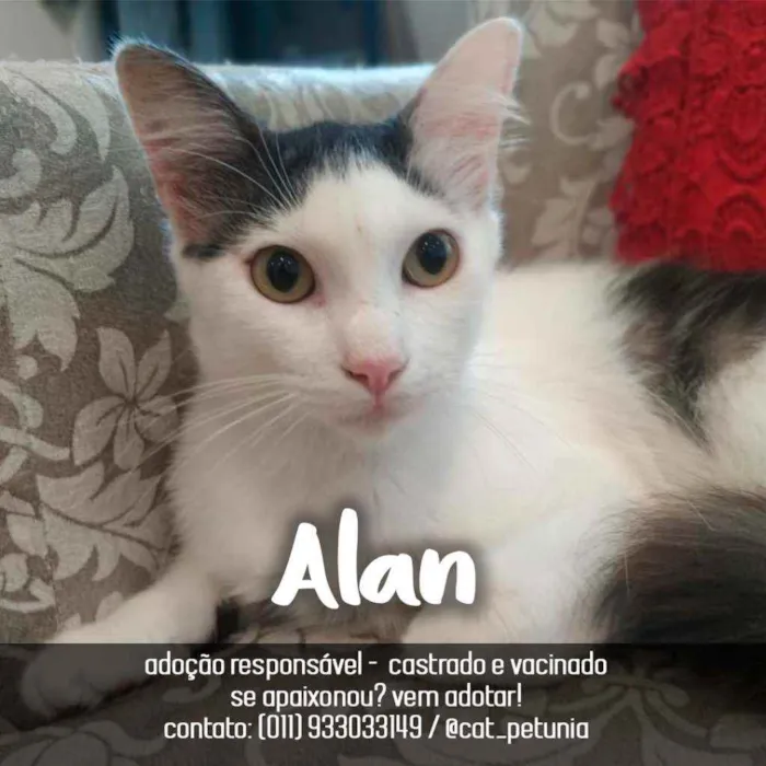 Gato ra a SRD - SEM RAÇA DEFINIDA idade 1 ano nome Alan