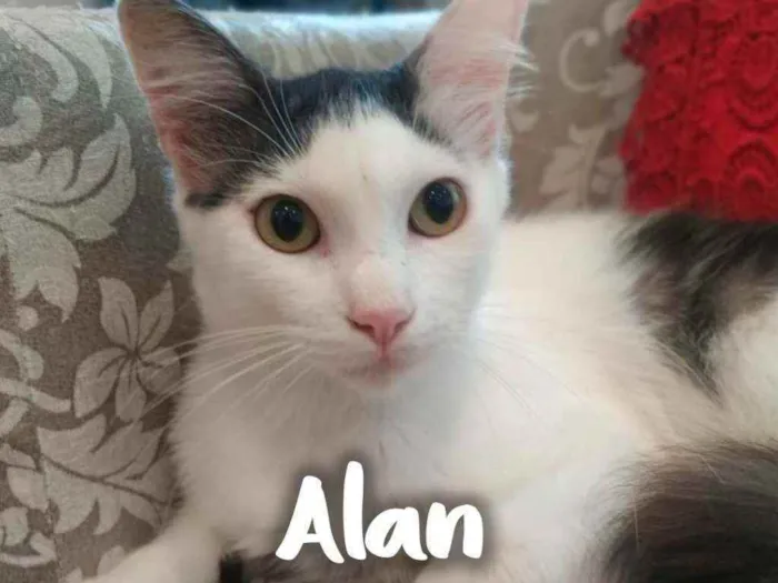 Gato ra a SRD - SEM RAÇA DEFINIDA idade 1 ano nome Alan