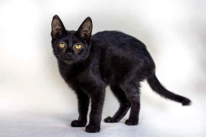 Gato raça SRD - SEM RAÇA DEFINIDA idade 2 a 6 meses nome Nutella