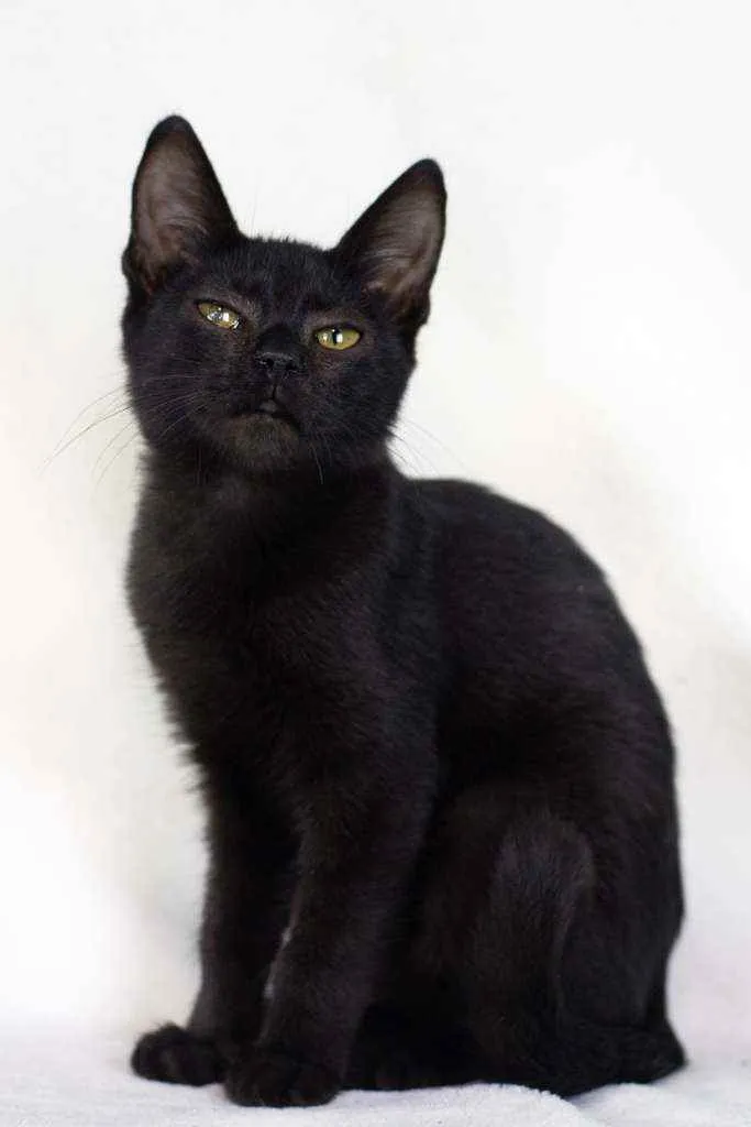 Gato raça SRD - SEM RAÇA DEFINIDA idade 2 a 6 meses nome Nutella