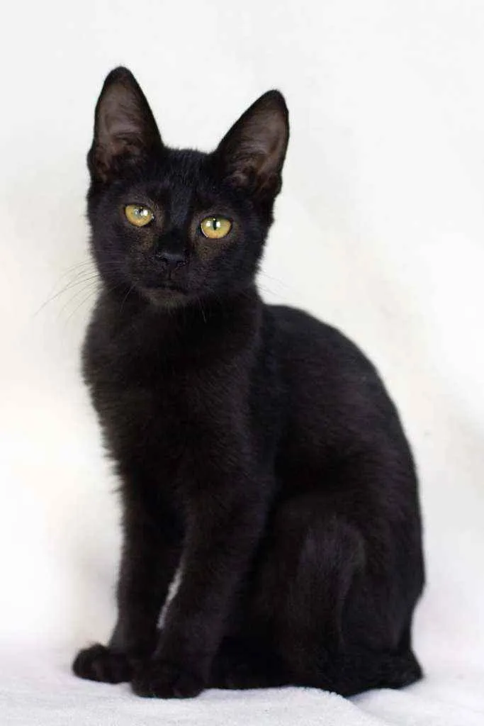 Gato raça SRD - SEM RAÇA DEFINIDA idade 2 a 6 meses nome Nutella