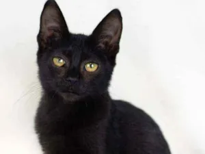 Gato raça SRD - SEM RAÇA DEFINIDA idade 2 a 6 meses nome Nutella
