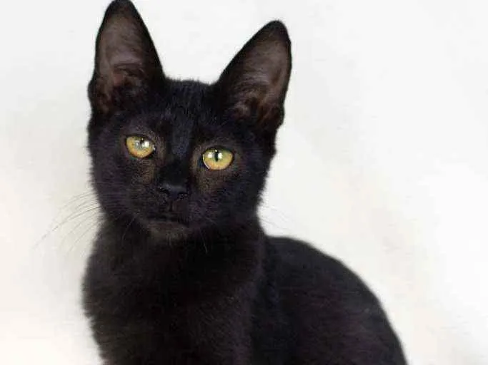 Gato raça SRD - SEM RAÇA DEFINIDA idade 2 a 6 meses nome Nutella