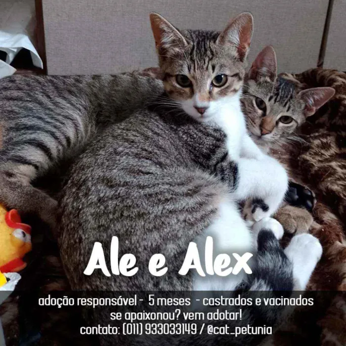 Gato ra a SRD - SEM RAÇA DEFINIDA idade 2 a 6 meses nome Ale & Alex