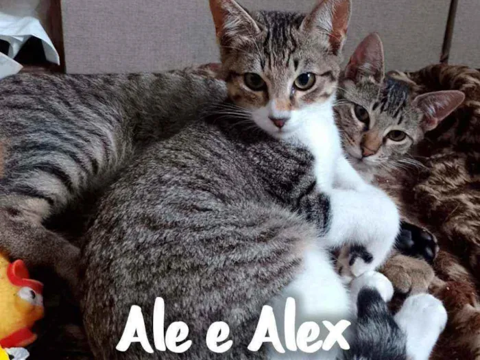 Gato ra a SRD - SEM RAÇA DEFINIDA idade 2 a 6 meses nome Ale & Alex