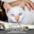 Gato raça SRD - SEM RAÇA DEFINIDA idade 2 a 6 meses nome Dudu