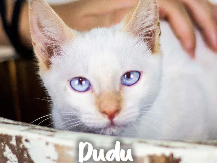 Gato raça SRD - SEM RAÇA DEFINIDA idade 2 a 6 meses nome Dudu