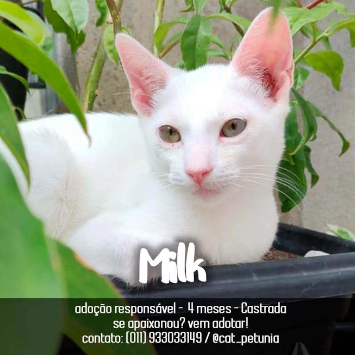 Gato ra a SRD - SEM RAÇA DEFINIDA idade 2 a 6 meses nome Milk