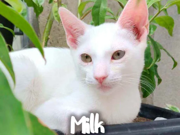 Gato ra a SRD - SEM RAÇA DEFINIDA idade 2 a 6 meses nome Milk