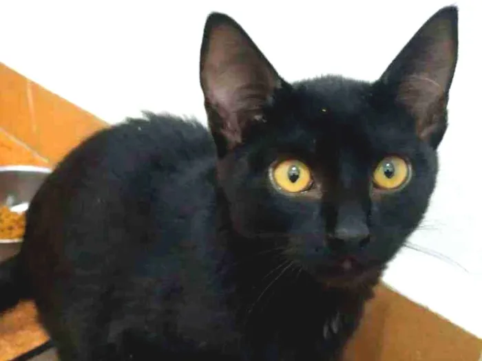 Gato raça SRD - SEM RAÇA DEFINIDA idade 1 ano nome Petruska