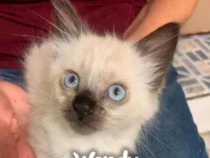 Gato raça Siamês  idade 2 a 6 meses nome Wendy