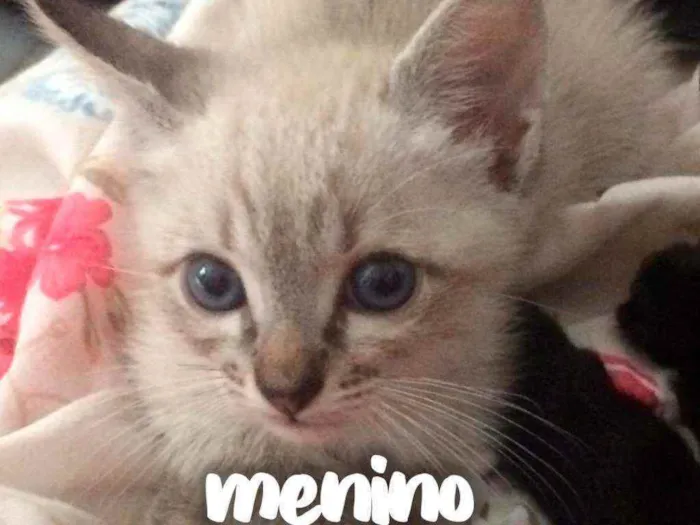 Gato raça SRD - SEM RAÇA DEFINIDA idade 2 a 6 meses nome Tico