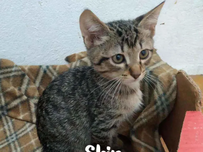 Gato ra a SRD - SEM RAÇA DEFINIDA idade 2 a 6 meses nome Shin