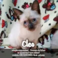 Cleo