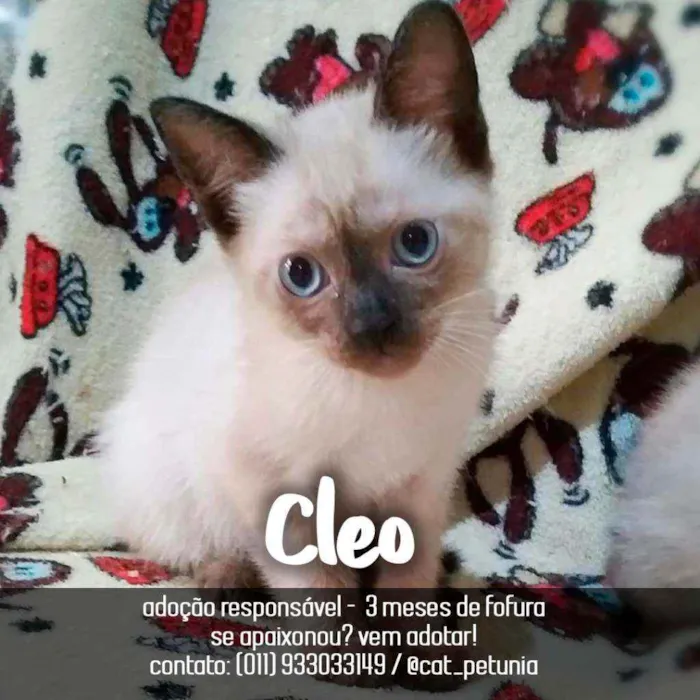 Gato ra a Siamês  idade 2 a 6 meses nome Cleo