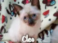 Cleo