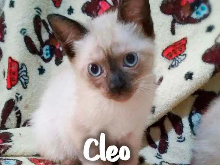 Gato ra a Siamês  idade 2 a 6 meses nome Cleo