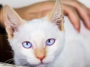 Gato raça SRD - SEM RAÇA DEFINIDA idade 2 a 6 meses nome Dudu