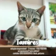 Gato raça SRD - SEM RAÇA DEFINIDA idade 2 a 6 meses nome Tamires
