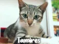 Tamires
