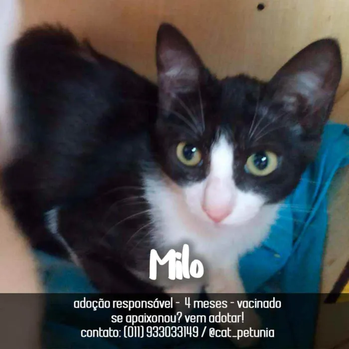 Gato ra a SRD - SEM RAÇA DEFINIDA idade 2 a 6 meses nome Milo