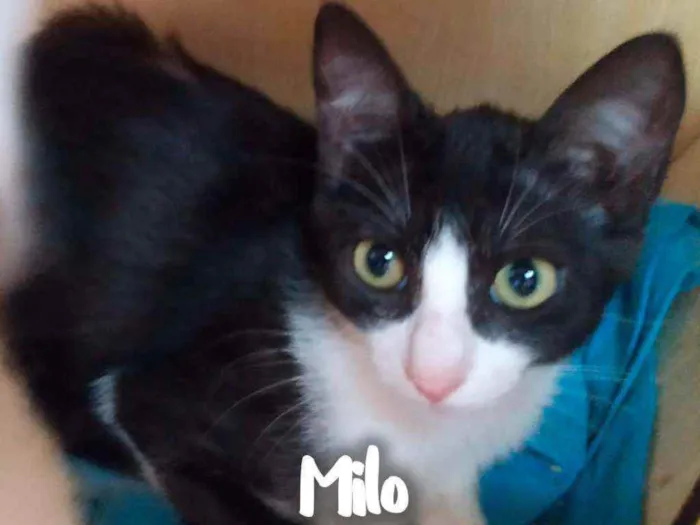 Gato ra a SRD - SEM RAÇA DEFINIDA idade 2 a 6 meses nome Milo