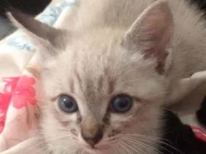 Gato raça SRD - SEM RAÇA DEFINIDA idade 2 a 6 meses nome Tico