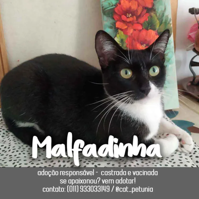 Gato ra a SRD - SEM RAÇA DEFINIDA idade 1 ano nome Malfadinha