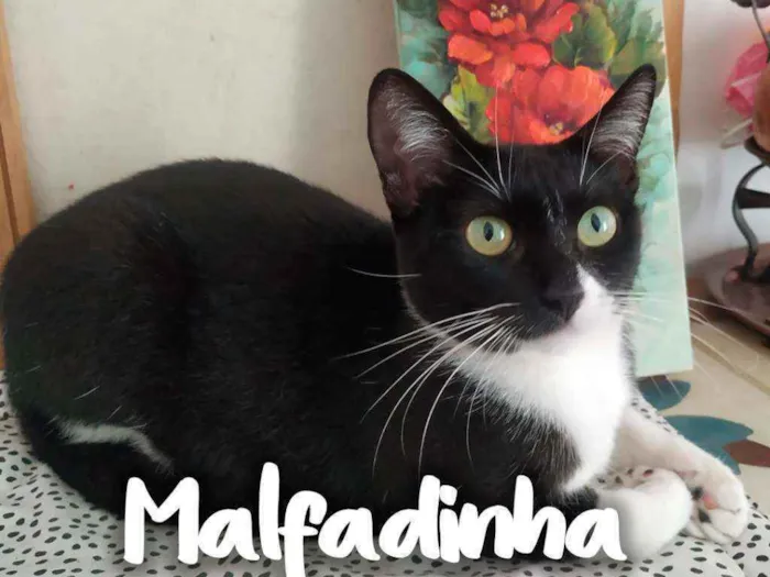 Gato ra a SRD - SEM RAÇA DEFINIDA idade 1 ano nome Malfadinha