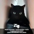 Zig