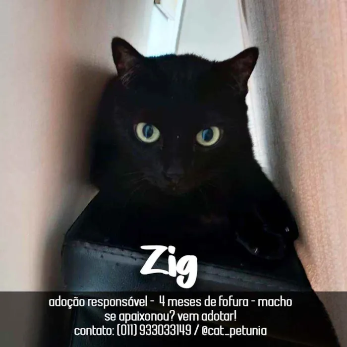 Gato ra a SRD - SEM RAÇA DEFINIDA idade 2 a 6 meses nome Zig