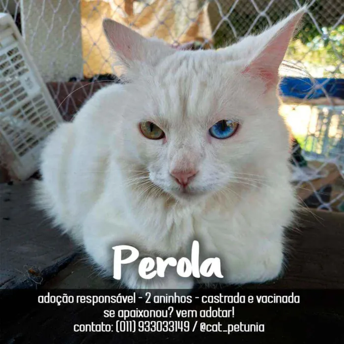 Gato raça SRD - SEM RAÇA DEFINIDA idade 2 anos nome Perola