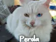 Gato raça SRD - SEM RAÇA DEFINIDA idade 2 anos nome Perola