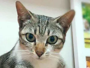 Gato raça SRD - SEM RAÇA DEFINIDA idade 2 a 6 meses nome Tamires