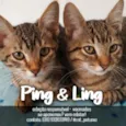 Ping & Ling