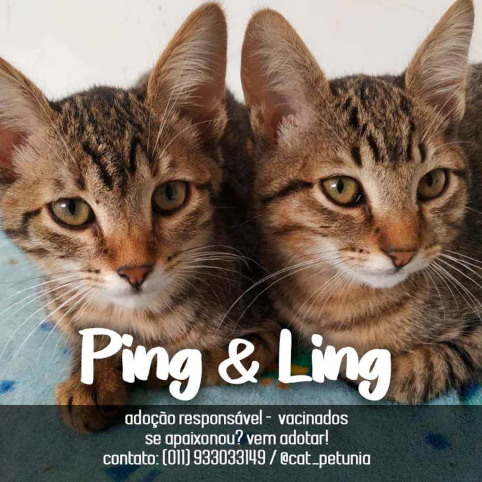 Gato ra a SRD - SEM RAÇA DEFINIDA idade 1 ano nome Ping & Ling