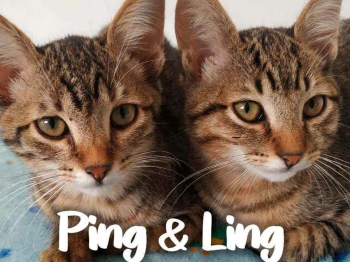 Gato ra a SRD - SEM RAÇA DEFINIDA idade 1 ano nome Ping & Ling