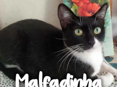 Gato raça SRD - SEM RAÇA DEFINIDA idade 1 ano nome Malfadinha