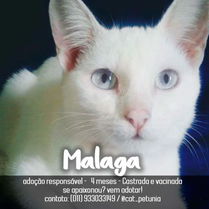 Gato ra a SRD - SEM RAÇA DEFINIDA idade 2 a 6 meses nome Malaga