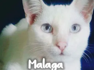 Gato raça SRD - SEM RAÇA DEFINIDA idade 2 a 6 meses nome Malaga