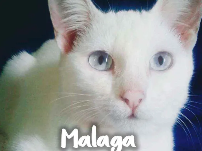 Gato ra a SRD - SEM RAÇA DEFINIDA idade 2 a 6 meses nome Malaga