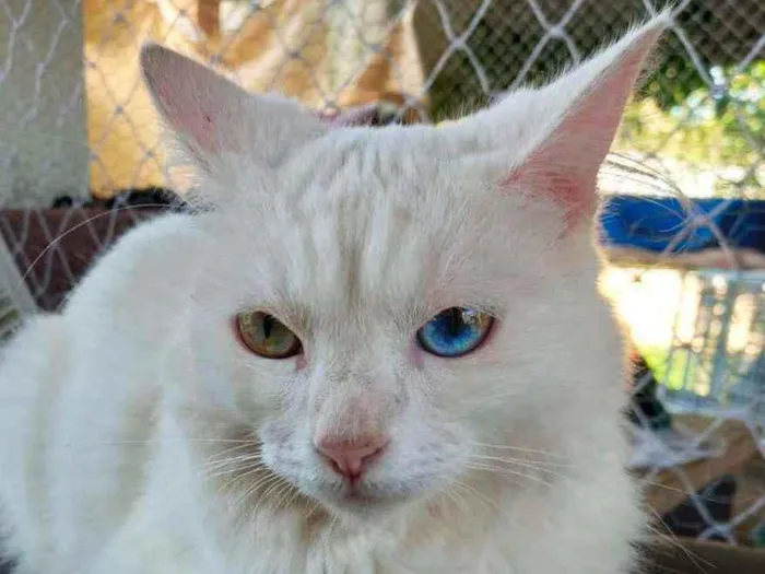 Gato raça SRD - SEM RAÇA DEFINIDA idade 2 anos nome Perola