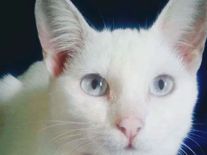 Gato ra a SRD - SEM RAÇA DEFINIDA idade 2 a 6 meses nome Malaga